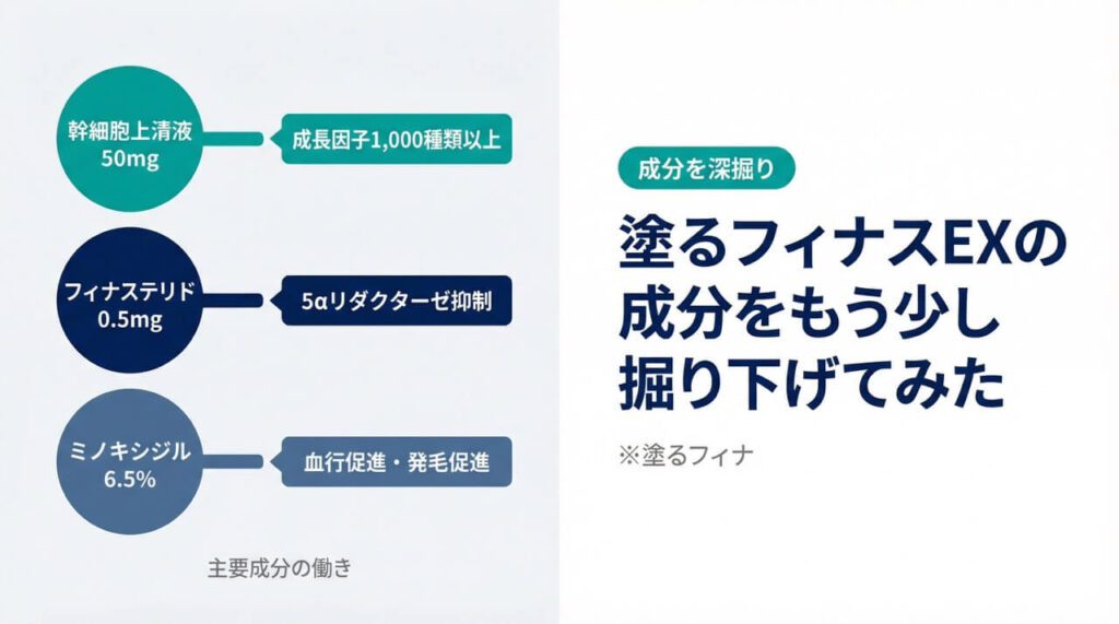 塗るフィナスEXの主要成分分析|幹細胞培養上清液50mg・フィナステリド0.5mg・ミノキシジル6.5%の働きを図解(※未承認医薬品・効果には個人差)